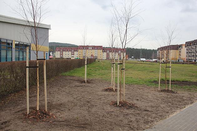 Przy Olimpijczyków powstały ogrody deszczowe