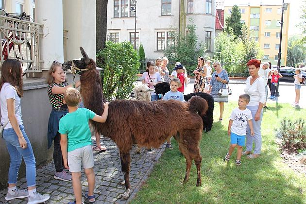 Wakacyjne spotkanie z lamą i alpakami
