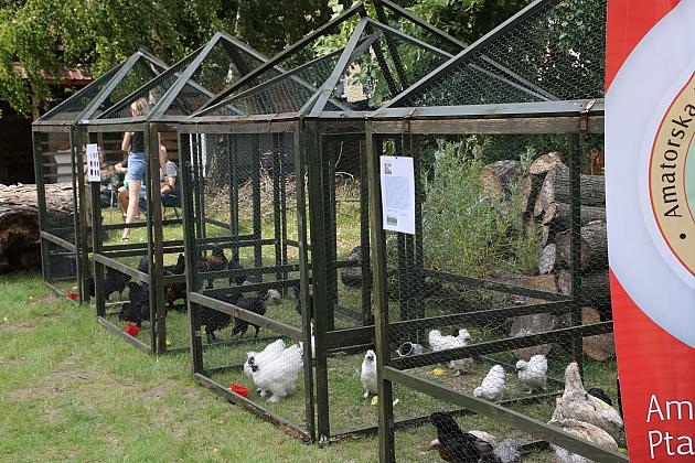Festiwal Rzemiosł Dawnych w cieniu Sanktuarium św. Jakuba