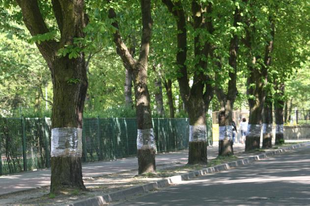 Ochrona kasztanowców