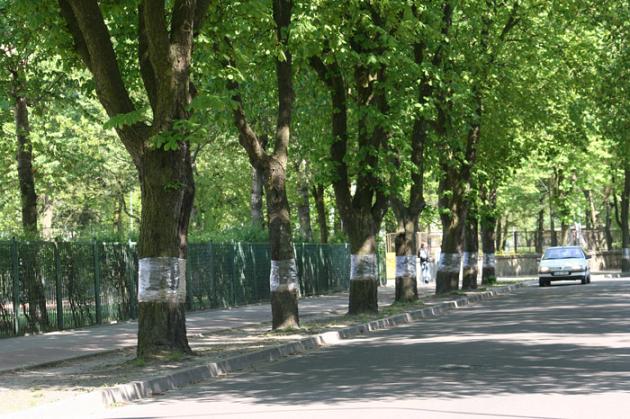 Ochrona kasztanowców