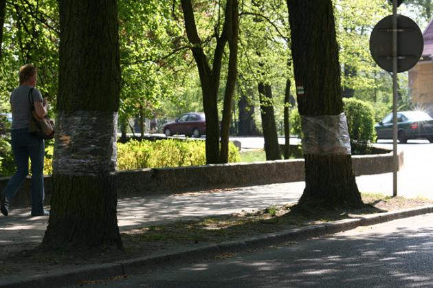 Ochrona kasztanowców