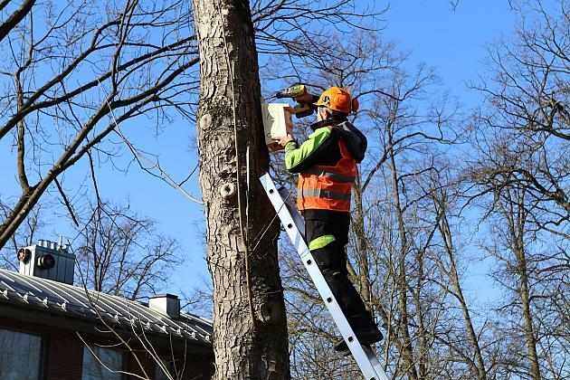 Nowe budki lęgowe dla ptaków już na drzewach