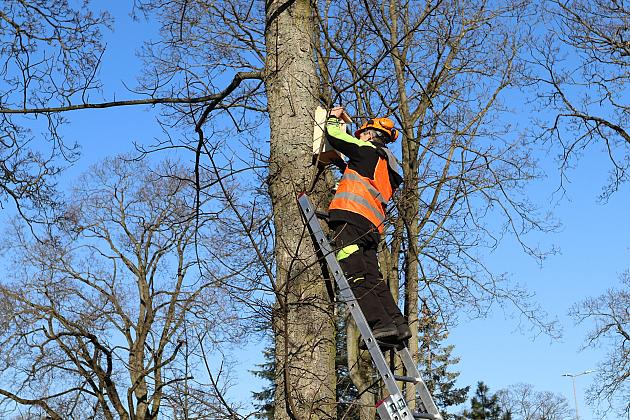 Nowe budki lęgowe dla ptaków już na drzewach