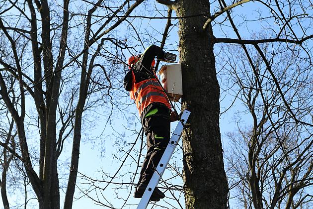 Nowe budki lęgowe dla ptaków już na drzewach