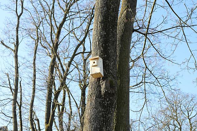 Nowe budki lęgowe dla ptaków już na drzewach