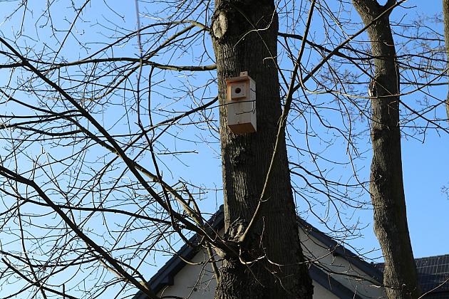 Nowe budki lęgowe dla ptaków już na drzewach