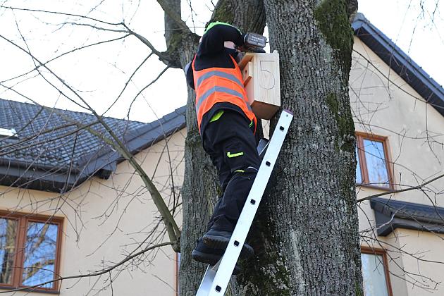 Nowe budki lęgowe dla ptaków już na drzewach