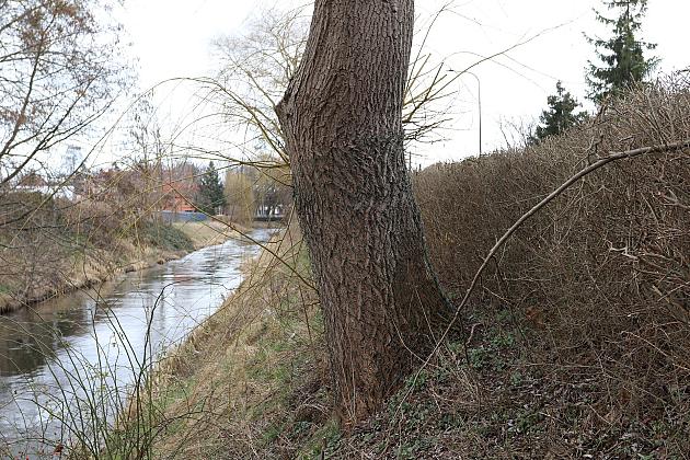Drzewa zabezpieczone przed niszczycielskim działaniem bobrów