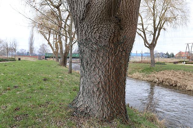Drzewa zabezpieczone przed niszczycielskim działaniem bobrów