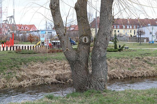 Drzewa zabezpieczone przed niszczycielskim działaniem bobrów