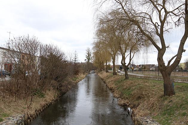 Drzewa zabezpieczone przed niszczycielskim działaniem bobrów