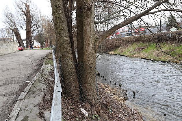 Drzewa zabezpieczone przed niszczycielskim działaniem bobrów