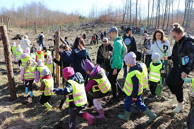 Wielka akcja wspólnego sadzenia lasu w Nadleśnictwie Lębork