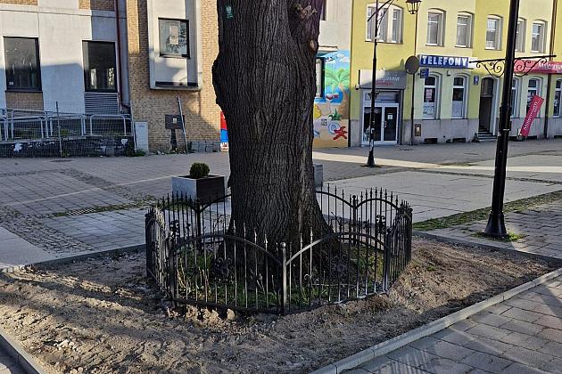 Zielone serce starówki - lipy na Staromiejskiej zyskują przestrzeń do życia