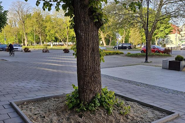 Zielone serce starówki - lipy na Staromiejskiej zyskują przestrzeń do życia