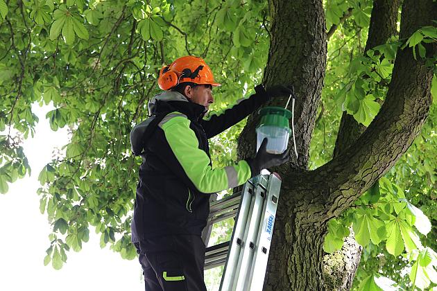Miasto walczy o kasztanowce – ekologiczna metoda zwalczania szkodników