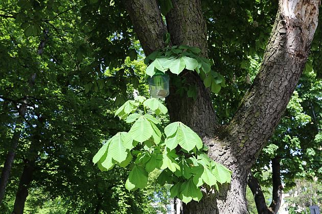 Miasto walczy o kasztanowce – ekologiczna metoda zwalczania szkodników