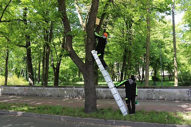 Miasto walczy o kasztanowce – ekologiczna metoda zwalczania szkodników
