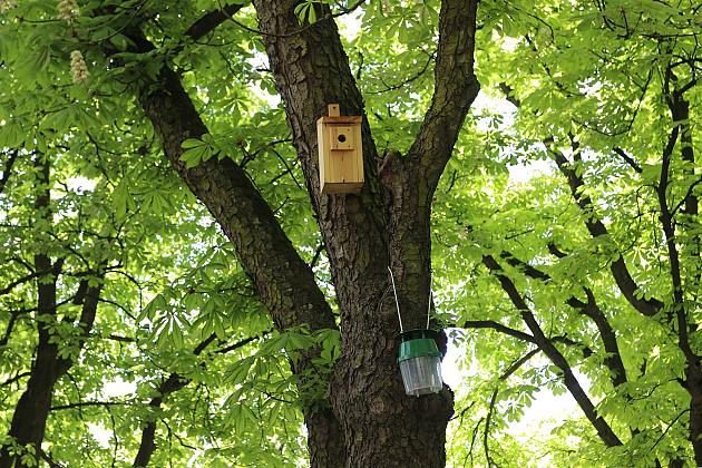 Miasto walczy o kasztanowce – ekologiczna metoda zwalczania szkodników