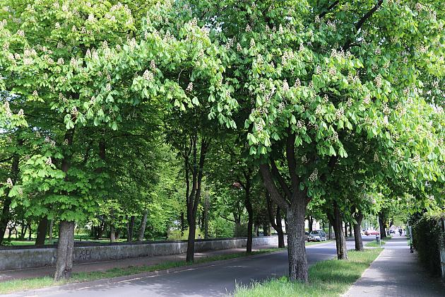 Miasto walczy o kasztanowce – ekologiczna metoda zwalczania szkodników