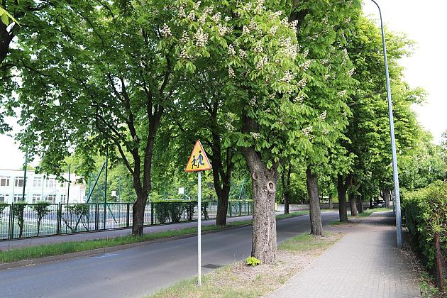 Miasto walczy o kasztanowce – ekologiczna metoda zwalczania szkodników