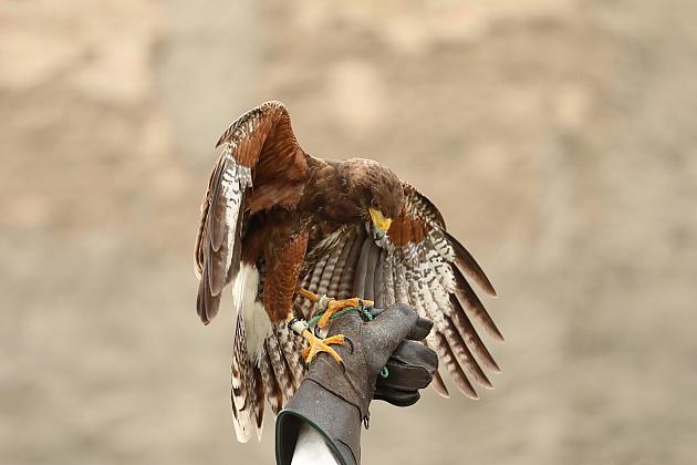 Klucz do miasta wrócił do ratusza – święto miasta już za nami!