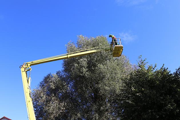 Wiekowe wierzby „Wodniczki” pod specjalnym nadzorem