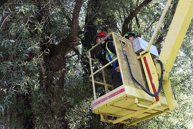 Wiekowe wierzby „Wodniczki” pod specjalnym nadzorem