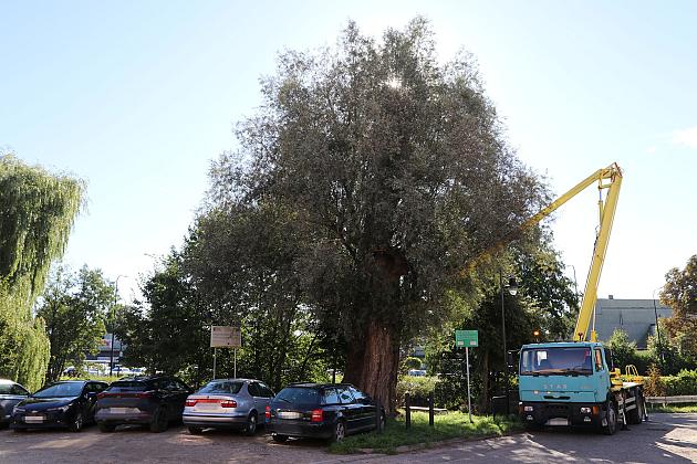 Wiekowe wierzby „Wodniczki” pod specjalnym nadzorem