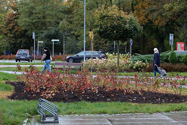 Krzewy i drzewa zmieniają krajobraz Lęborka