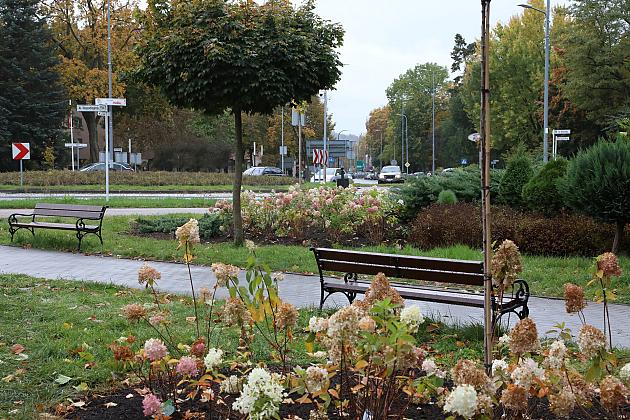 Krzewy i drzewa zmieniają krajobraz Lęborka