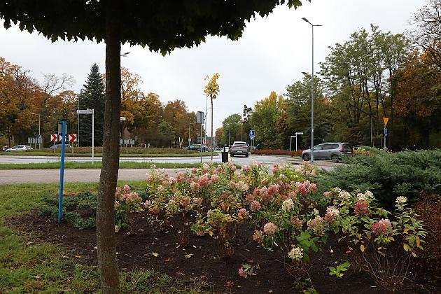 Krzewy i drzewa zmieniają krajobraz Lęborka
