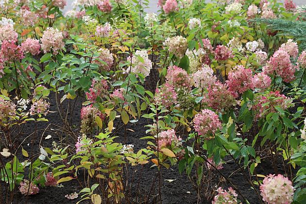 Krzewy i drzewa zmieniają krajobraz Lęborka