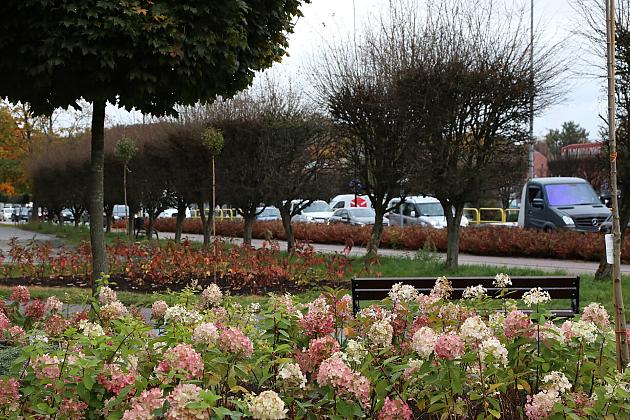 Krzewy i drzewa zmieniają krajobraz Lęborka