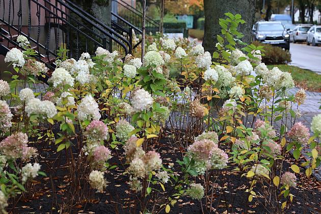 Krzewy i drzewa zmieniają krajobraz Lęborka