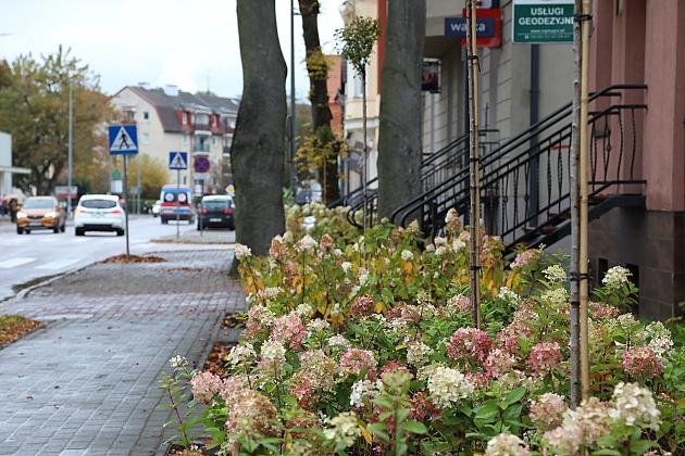 Krzewy i drzewa zmieniają krajobraz Lęborka