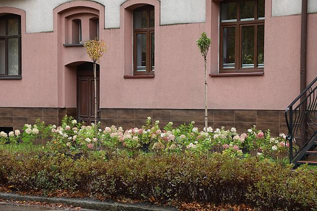 Krzewy i drzewa zmieniają krajobraz Lęborka