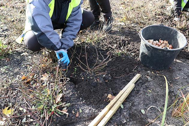 Rondo Solidarności rozkwitnie w biało - czerwonych barwach