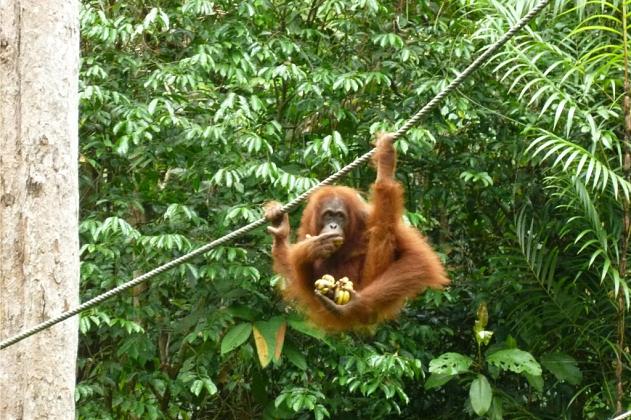 „Mydełko czy las deszczowy” - miesiąc w Malezji i na Borneo