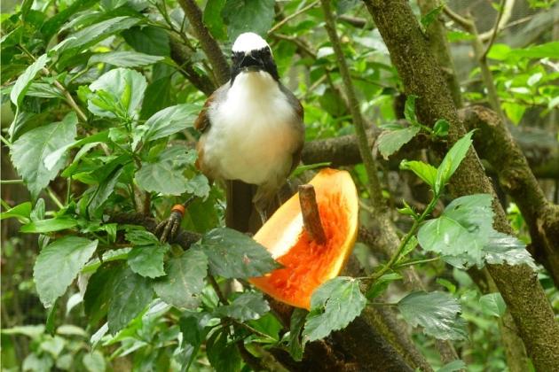 „Mydełko czy las deszczowy” - miesiąc w Malezji i na Borneo