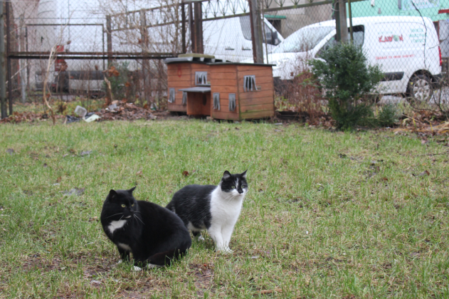 Nowe budki dla kotów przed zimą