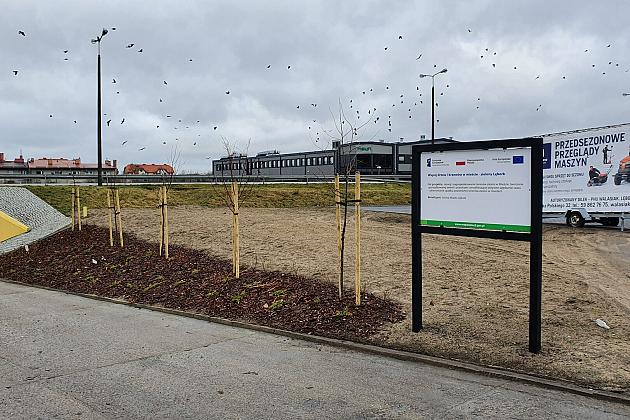 „Więcej drzew i krzewów w mieście – zielony Lębork”