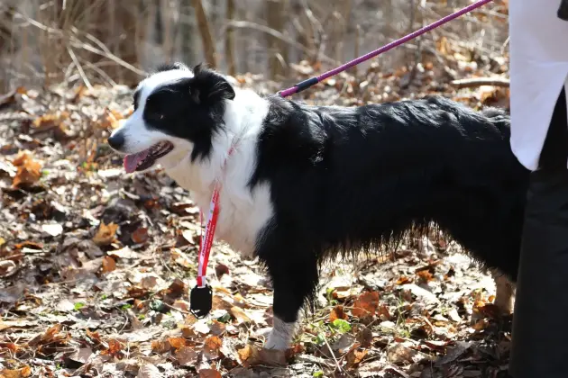 Rekordowa frekwencja na II Patriotycznym Biegu im. rtm. Jana Skorba!