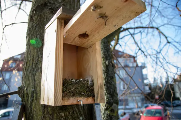 Wiosna w mieście - Lębork przygotował 230 budek lęgowych dla ptaków