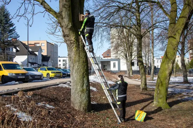 Wiosna w mieście - Lębork przygotował 230 budek lęgowych dla ptaków