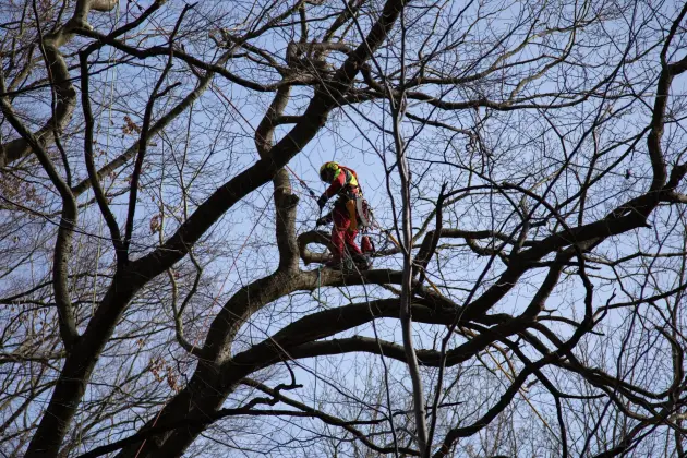 Alpiniści w koronie dębu - specjalistyczna pielęgnacja drzewa w Parku Chrobrego