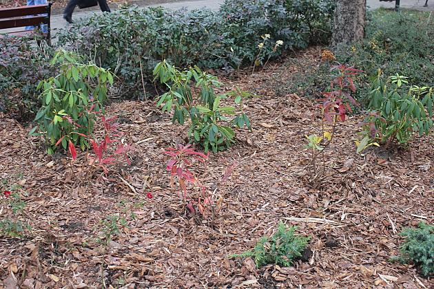 „Zielona rewolucja” w Parku im. Michalskiego