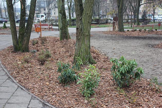 „Zielona rewolucja” w Parku im. Michalskiego