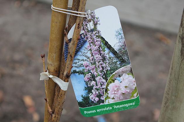 „Zielona rewolucja” w Parku im. Michalskiego